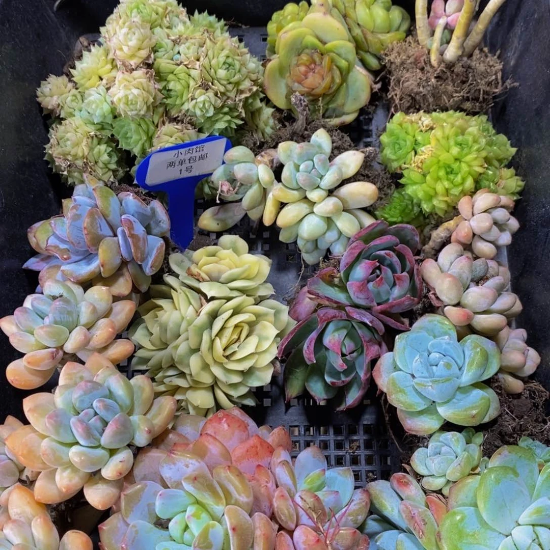 1-精品美肉框拍一个