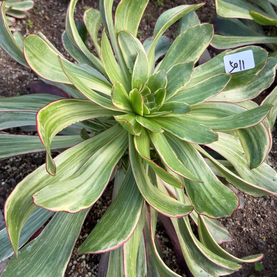 背****默5011紫燕多肉多肉寄养徐州多肉