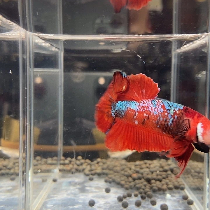 斗鱼黑332号巨斗将军