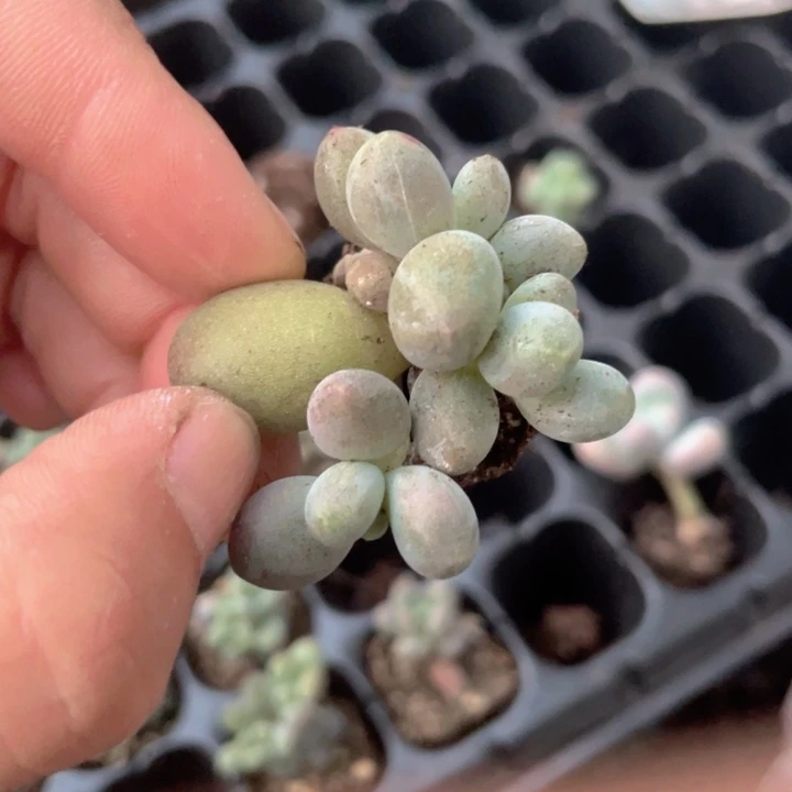 糖果群生随机发满18包邮