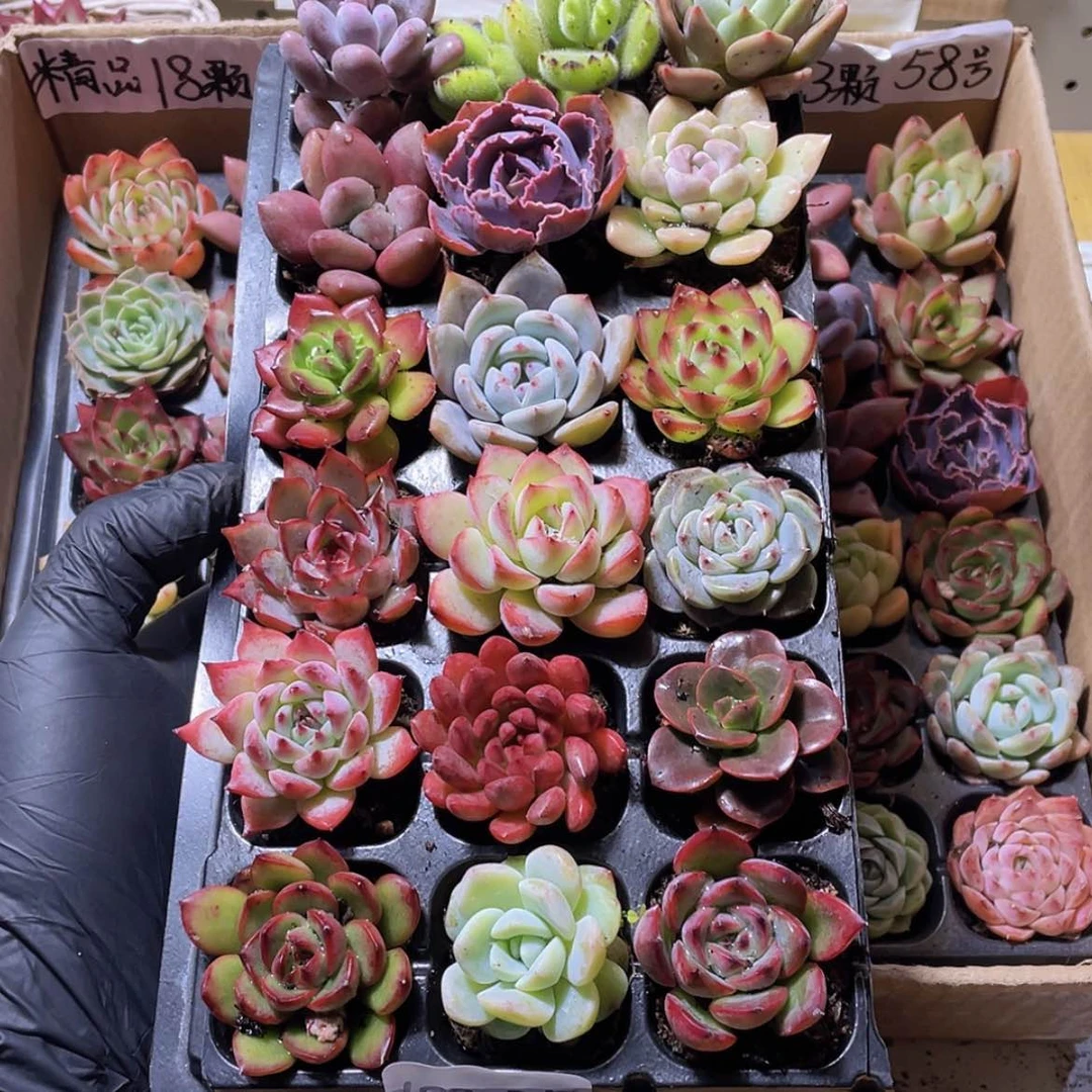 【闪购商品】【量拍】18颗-2号约3-5厘米