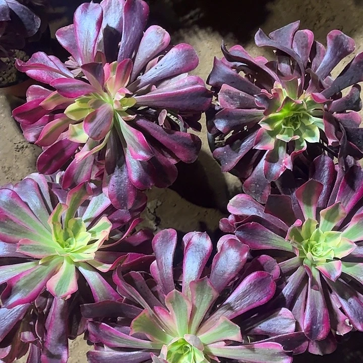 5棵美杜莎3棚福利19.9