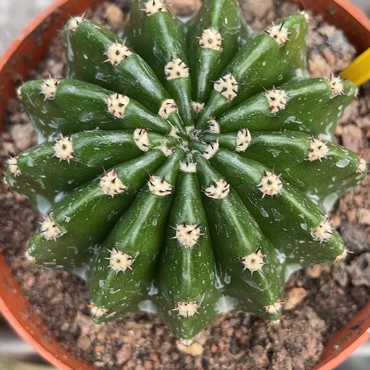 182号实生彩草带盆土