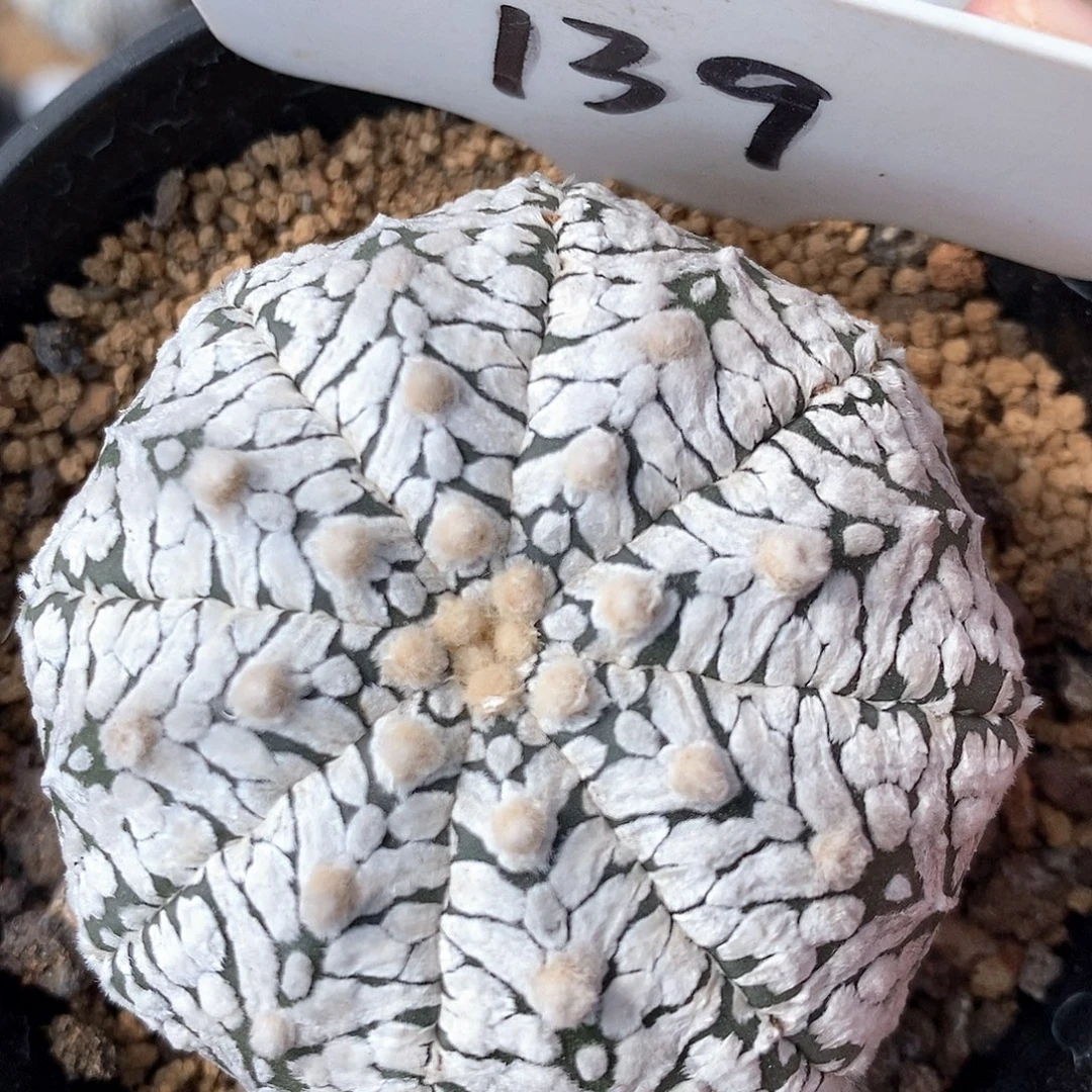 139v兜特价福利来袭