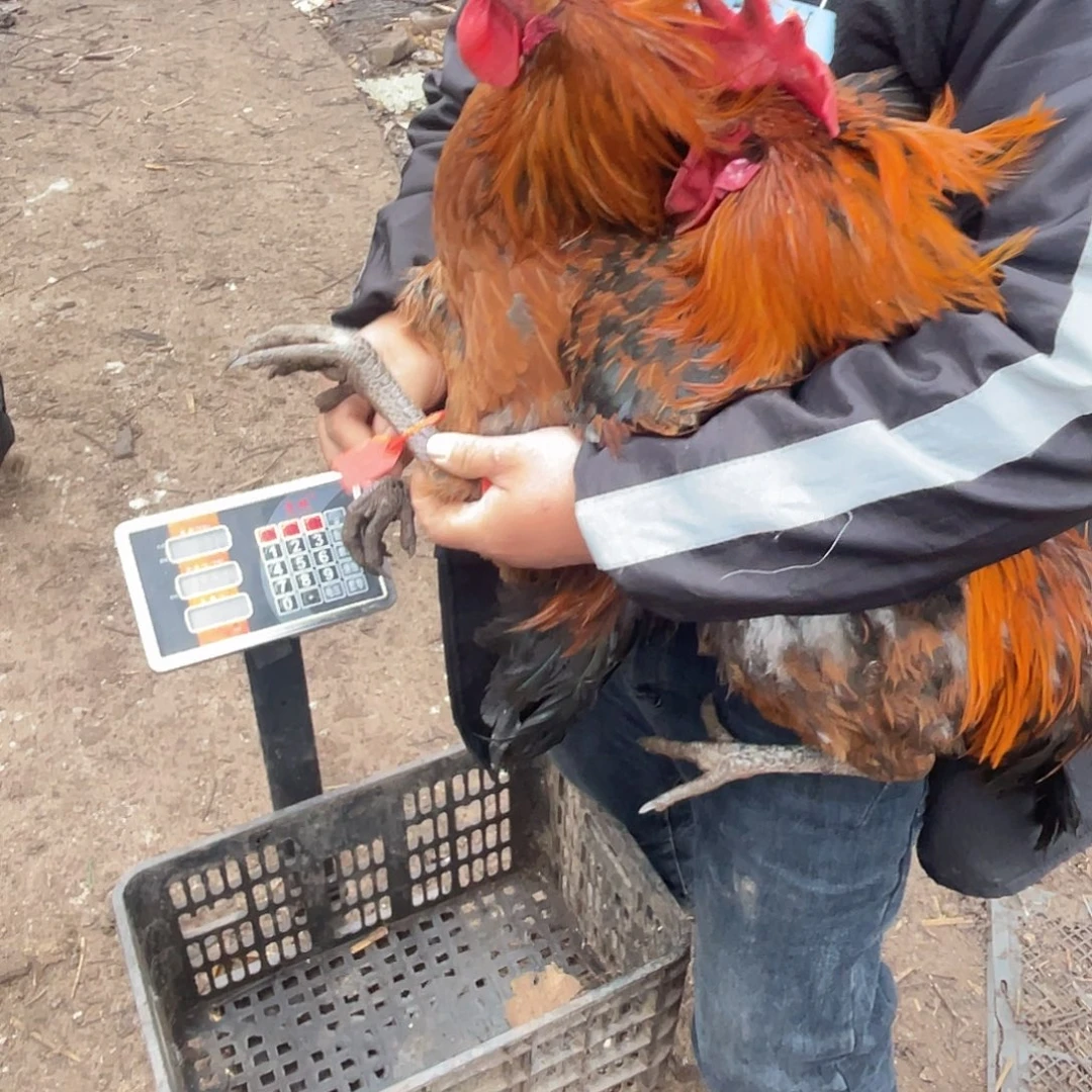 365天包装51-52活鸡发货