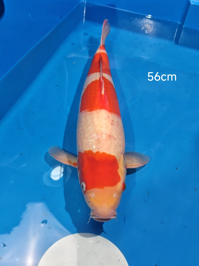 《精品锦鲤》红白锦鲤56cm