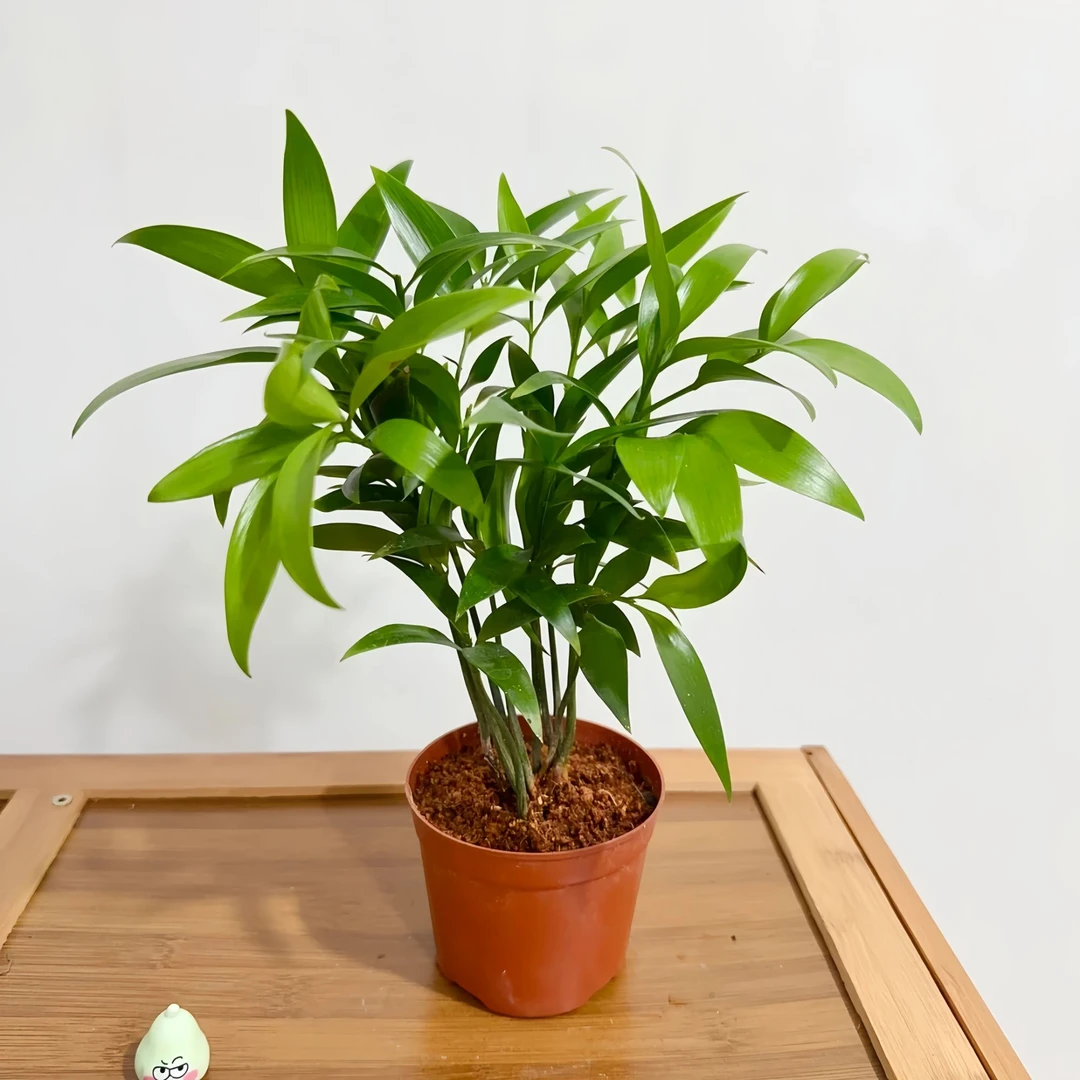 竹柏驱蚊竹四季常青办公室内桌面水培绿植物盆栽花卉卧室客厅土培