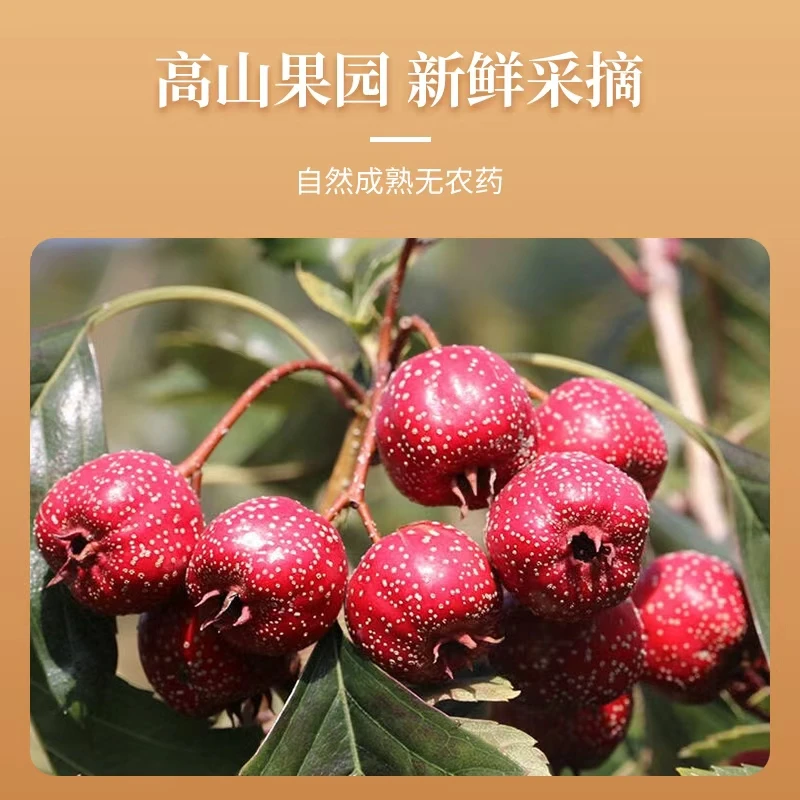 承德特产兴隆新鲜小金星山楂直接吃的野山楂 酸甜水果现摘现发