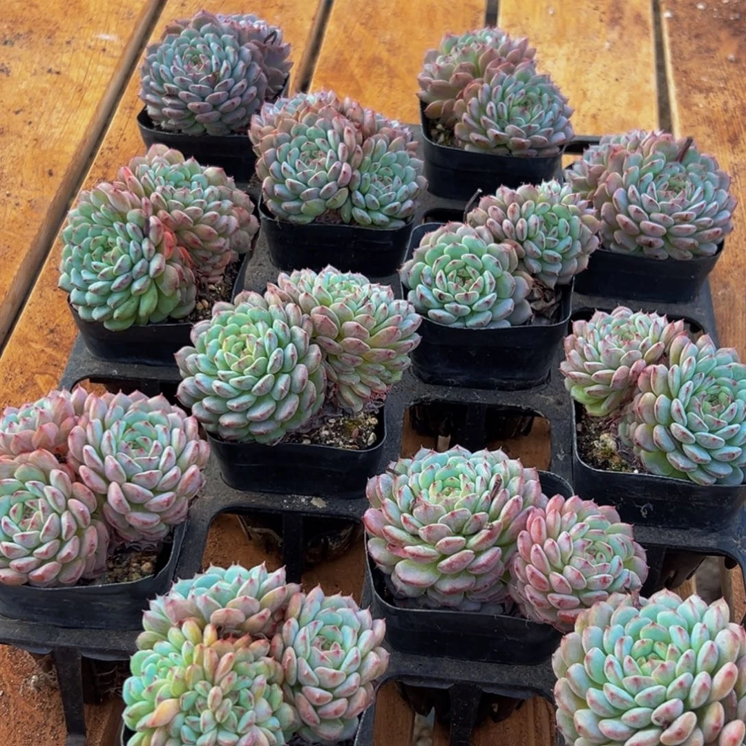 120的人都是这样吗笑而不自知啊哈哈笑