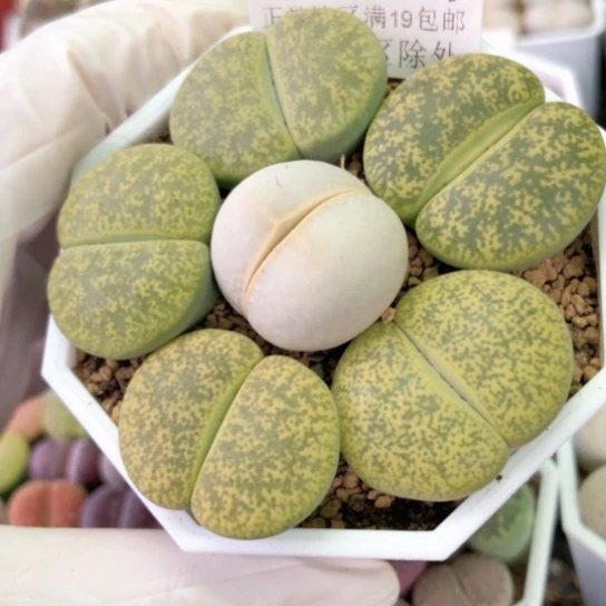 7413，2.2-2.7厘米如图