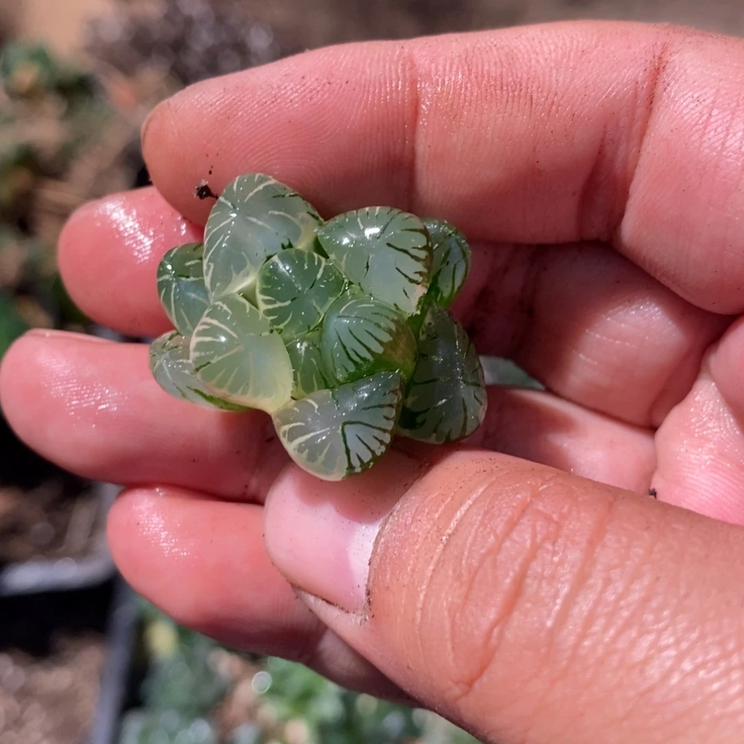 隼***2756 一颗福利。