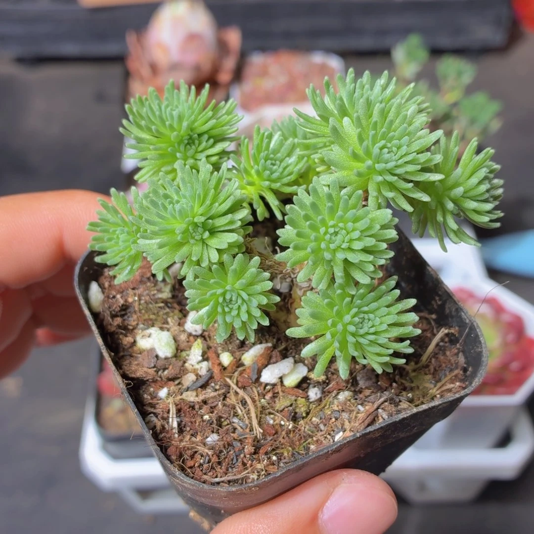 球松多肉9.9包邮发货