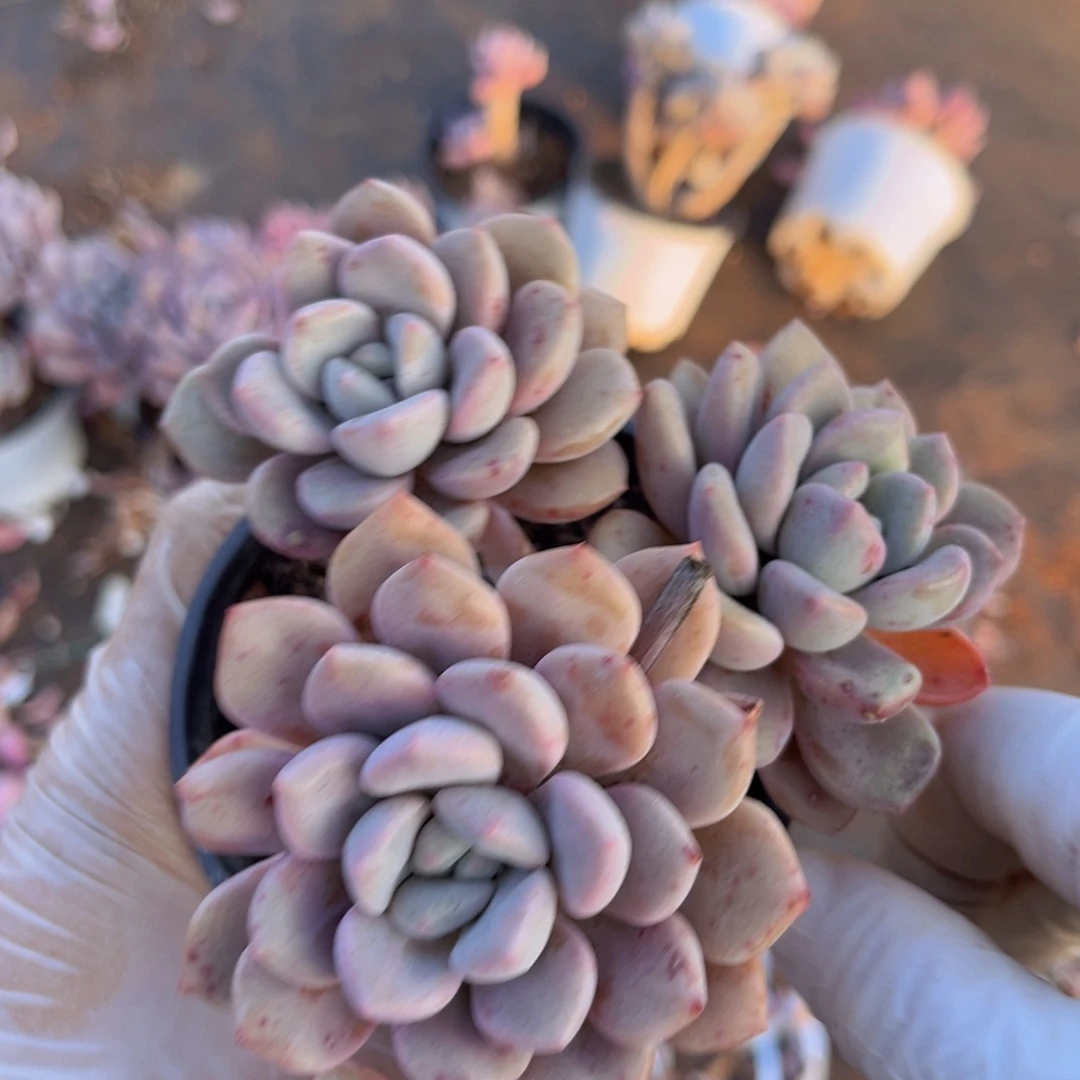 花斑鹿5颗一组包邮