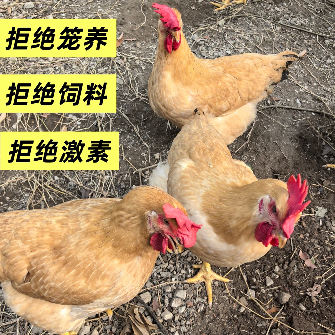 2只山林散养土鸡生鲜鸡现宰黄油老母鸡吃五谷跑山鸡品质鸡发顺丰