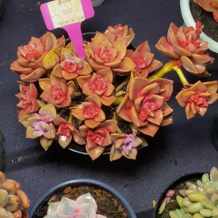 016琉璃盏肉肉肉肉肉