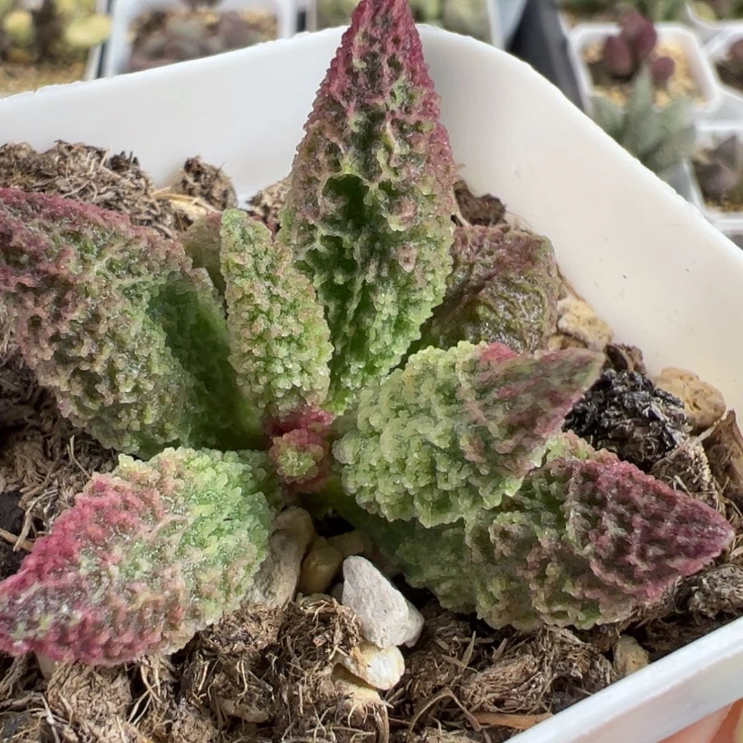 实生新品多肉植物水泡多肉植物