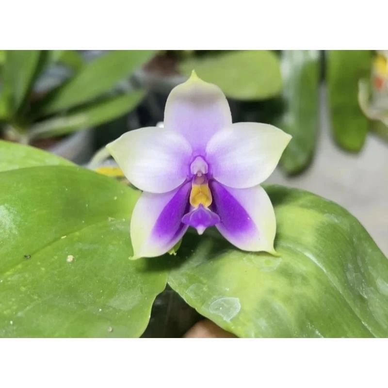 蓝贝（苗）2.5寸轻微叶损