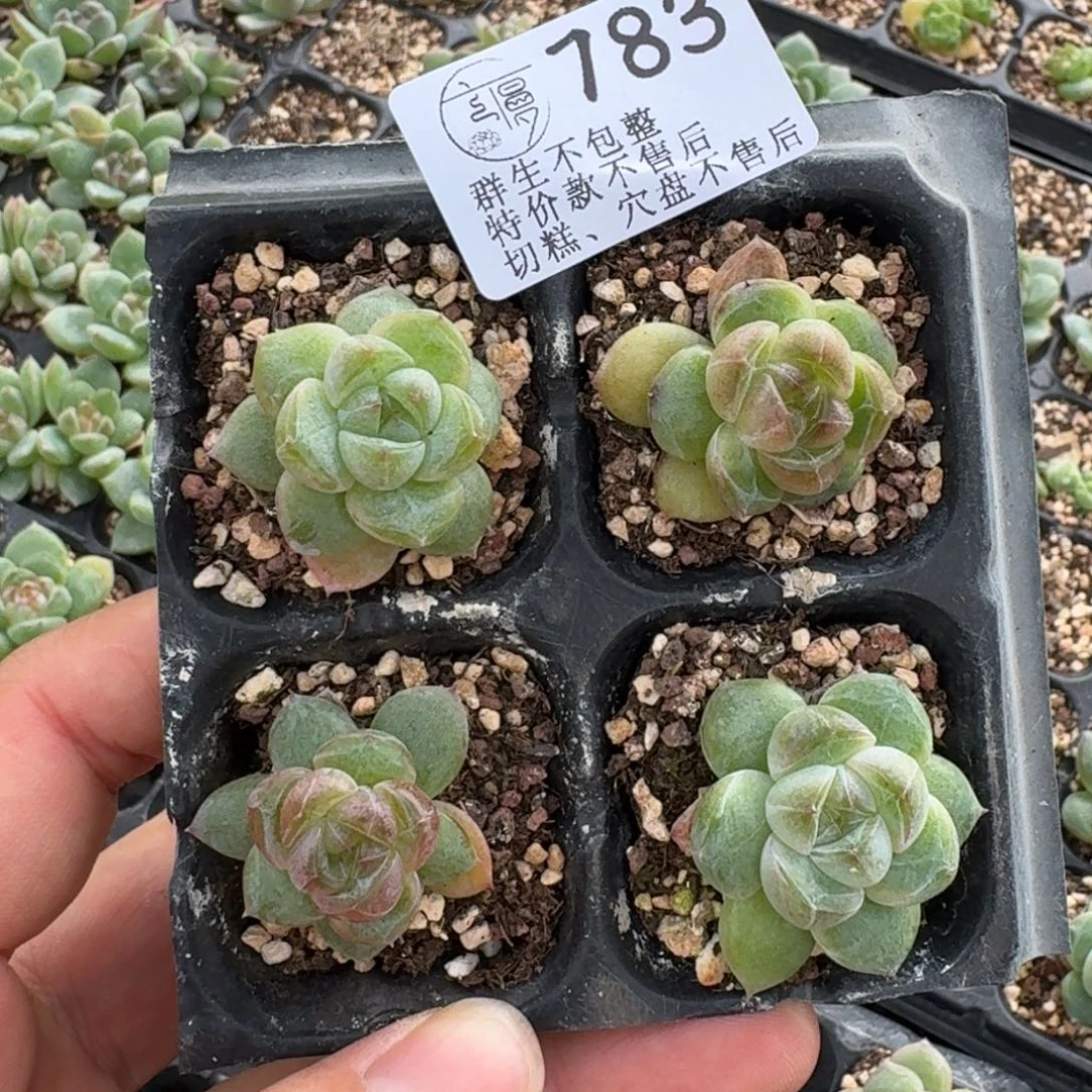 ****如图783珍妮云裳穴盘苗一份不售后