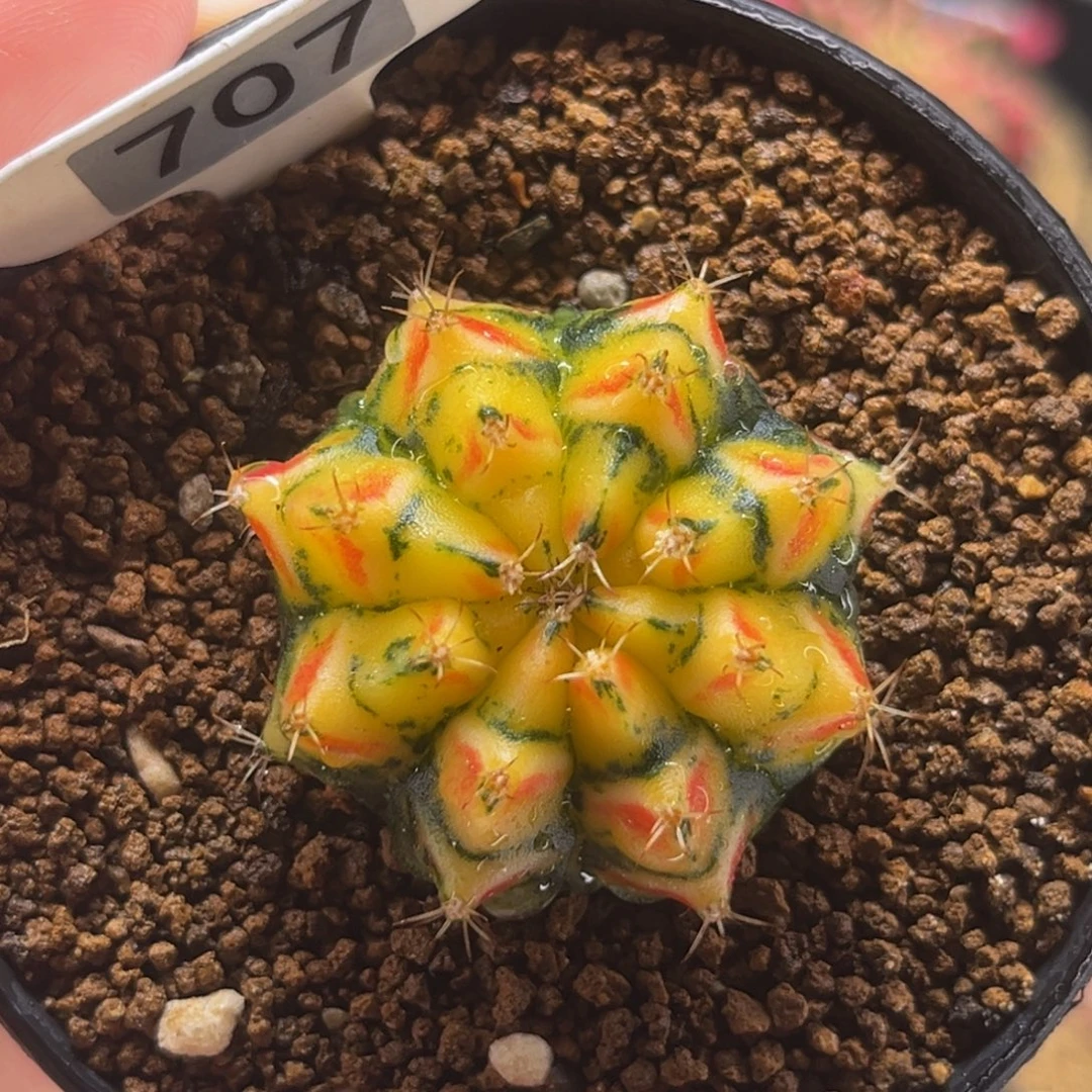 幻影骑士 米哈仙人球