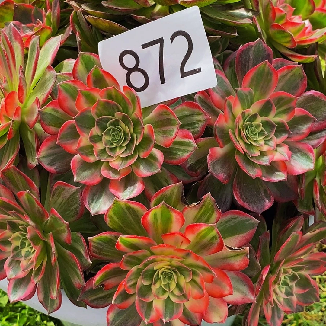 上古园艺多肉法师872