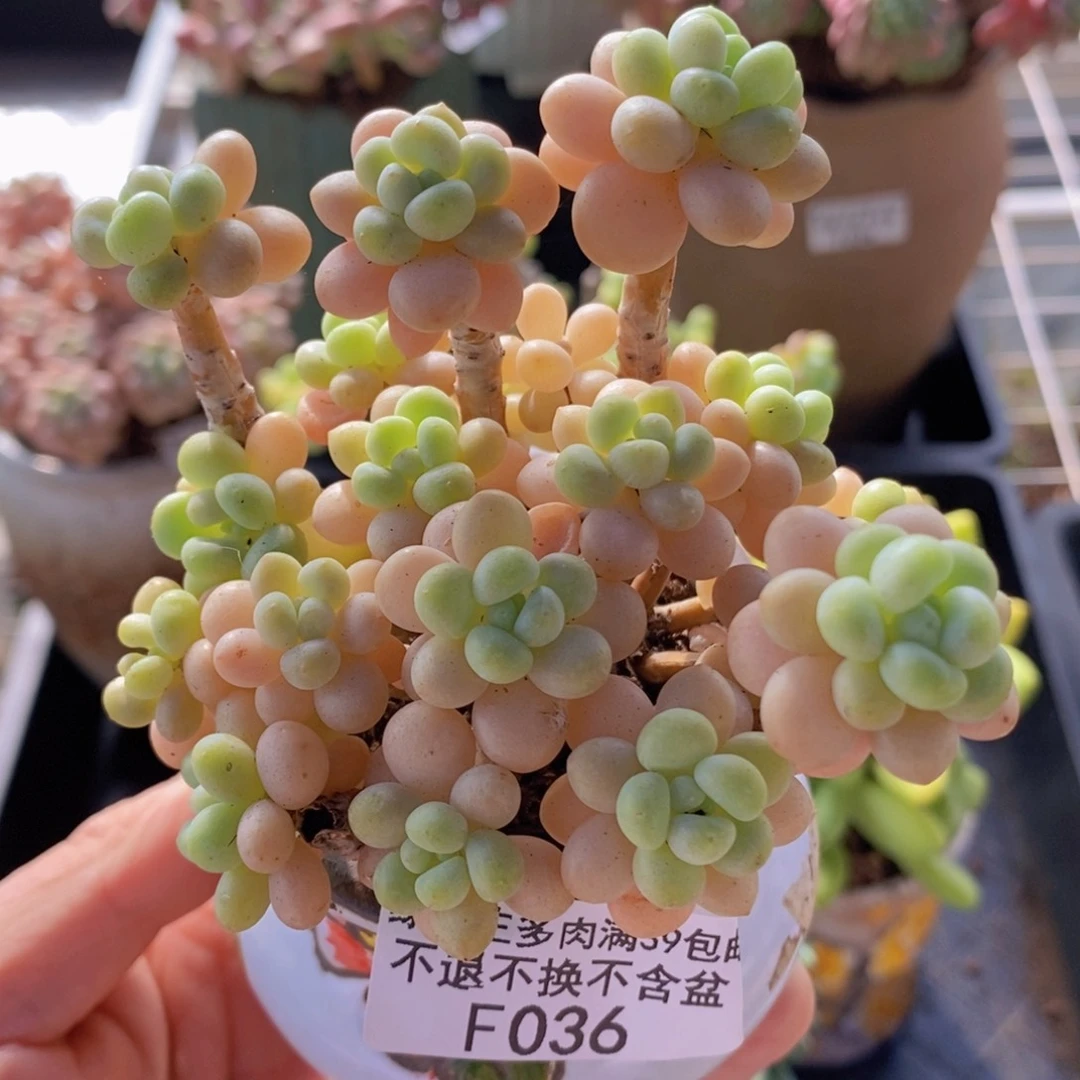 花朵鱼子酱老桩有砍8cm036多肉植物