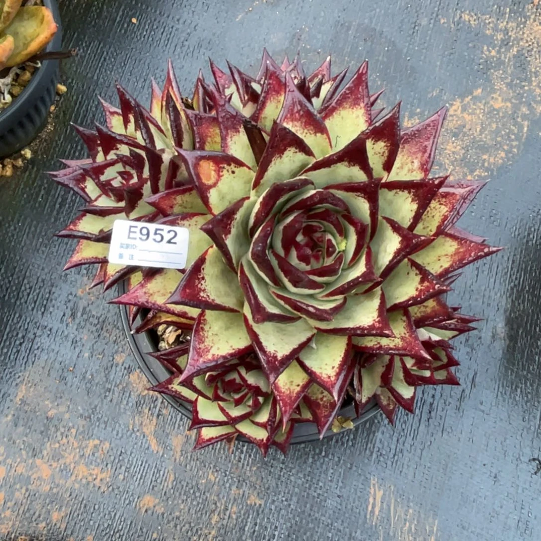 画***眠无花朵若如东云单拍E952