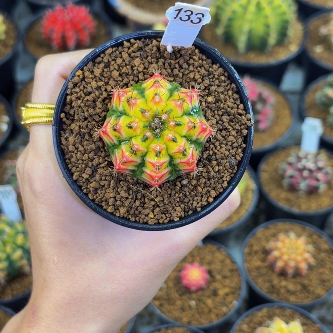 金凤凰✖️黄金甲实生00000000008