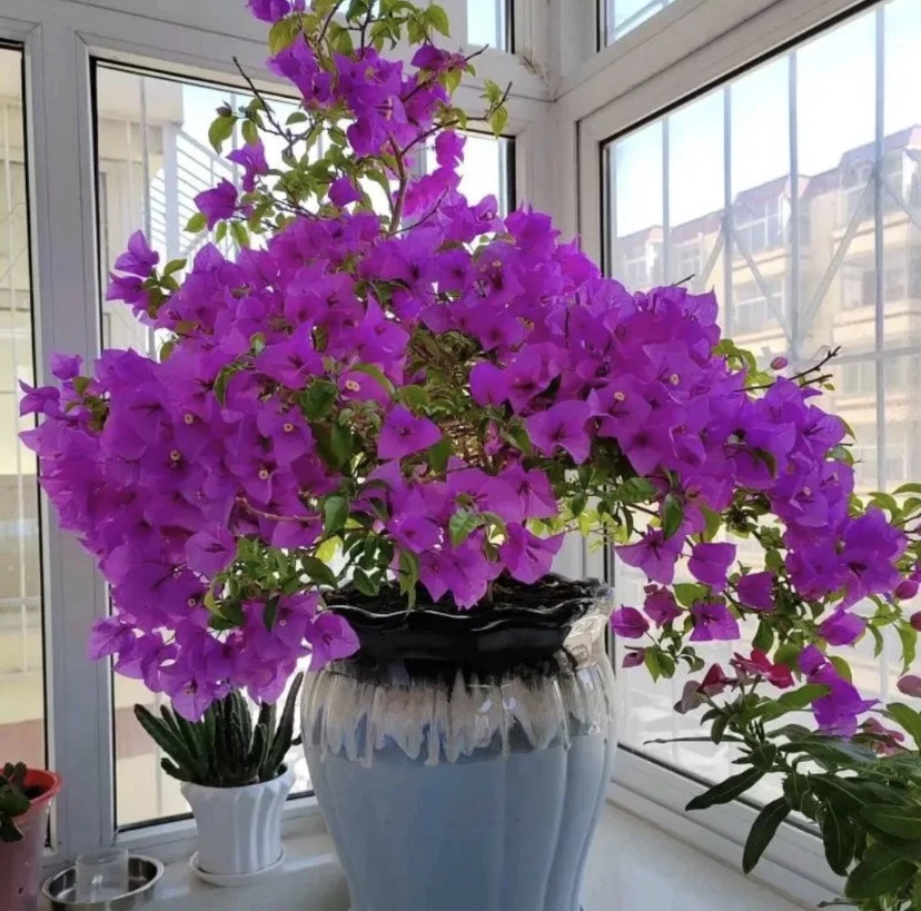 三角梅安格斯梦幻紫（运输途中掉花掉叶折枝属于正常，介意勿拍）