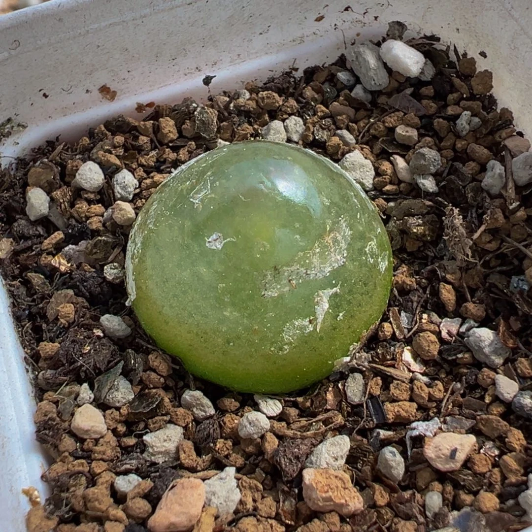 352多肉植物种类和