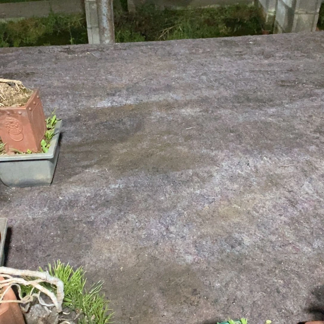 哇*啦松树下有个大