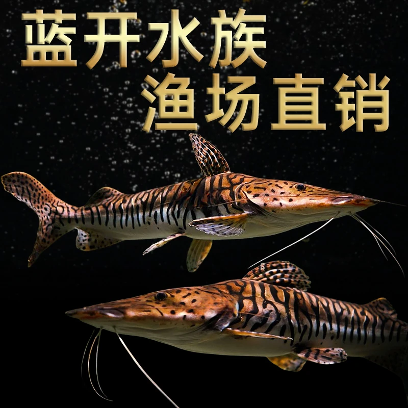 斑马鸭嘴鱼淡水大型底层观赏鱼活体观赏鱼