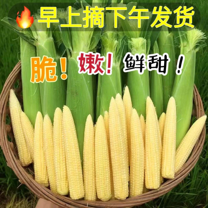 新鲜带皮玉米笋当季蔬菜嫩玉米笋包邮水果玉米芯仔新鲜采摘玉米笋