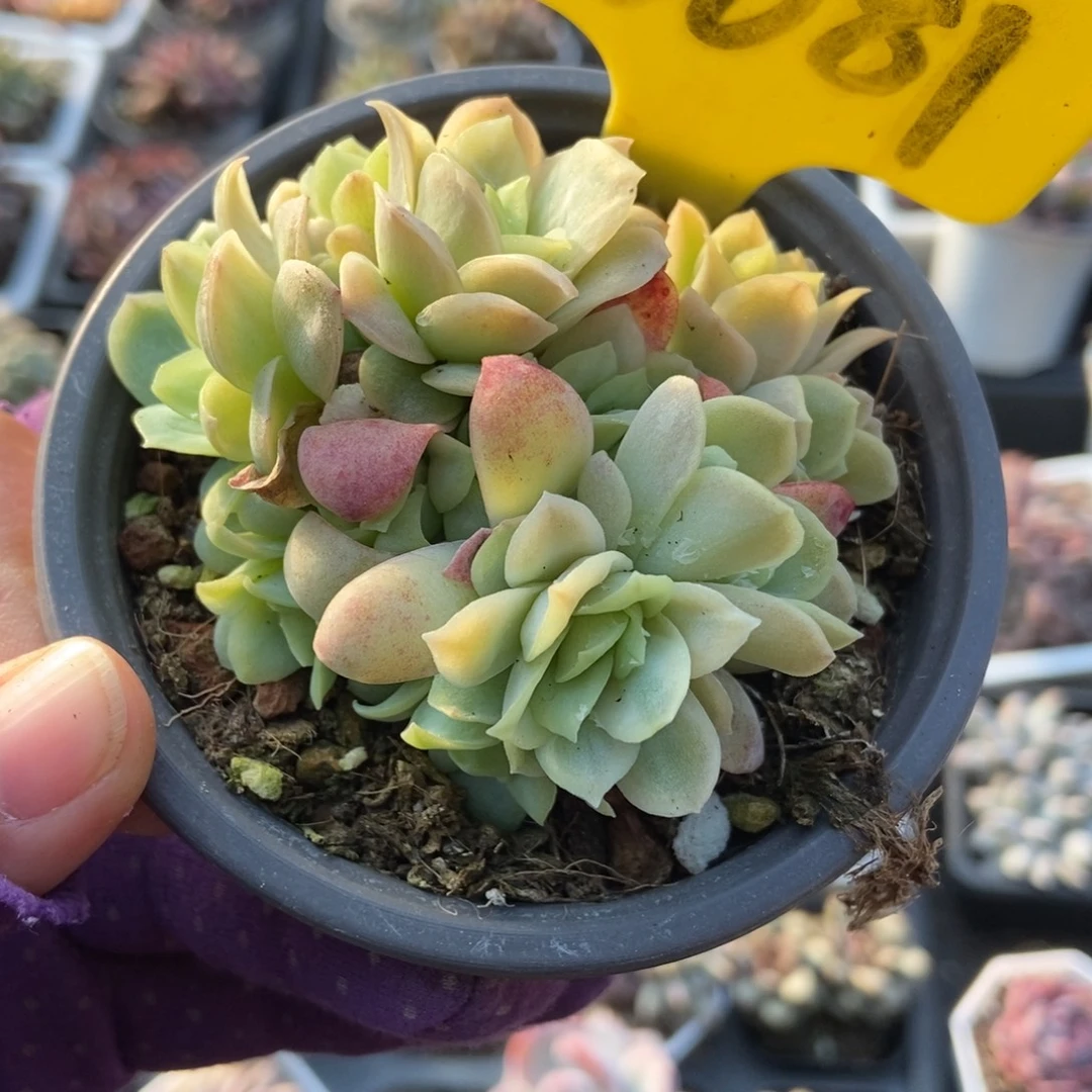 6081女王玫瑰冰片锦多肉