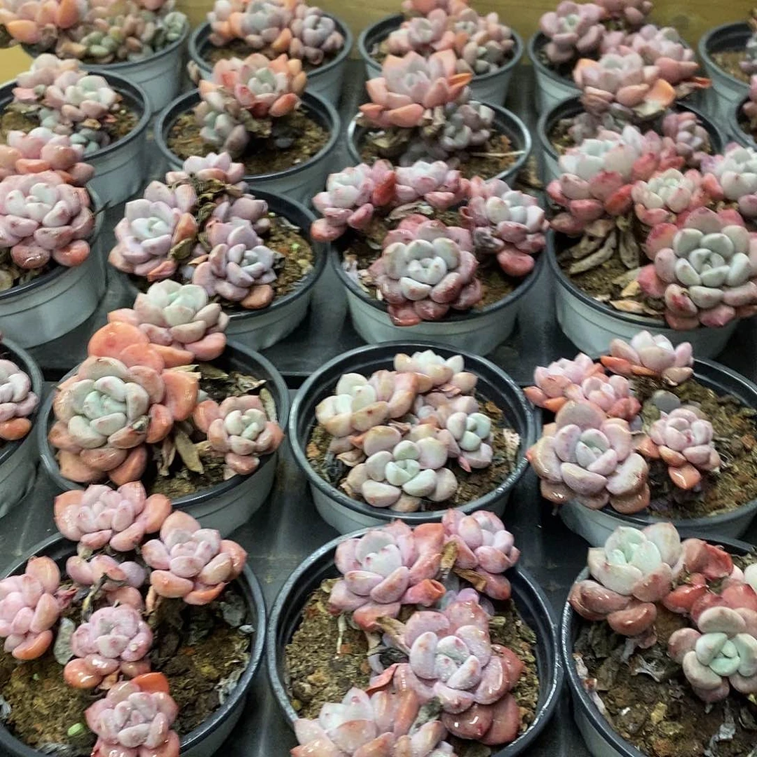 90白鹭 三头起 福利多多