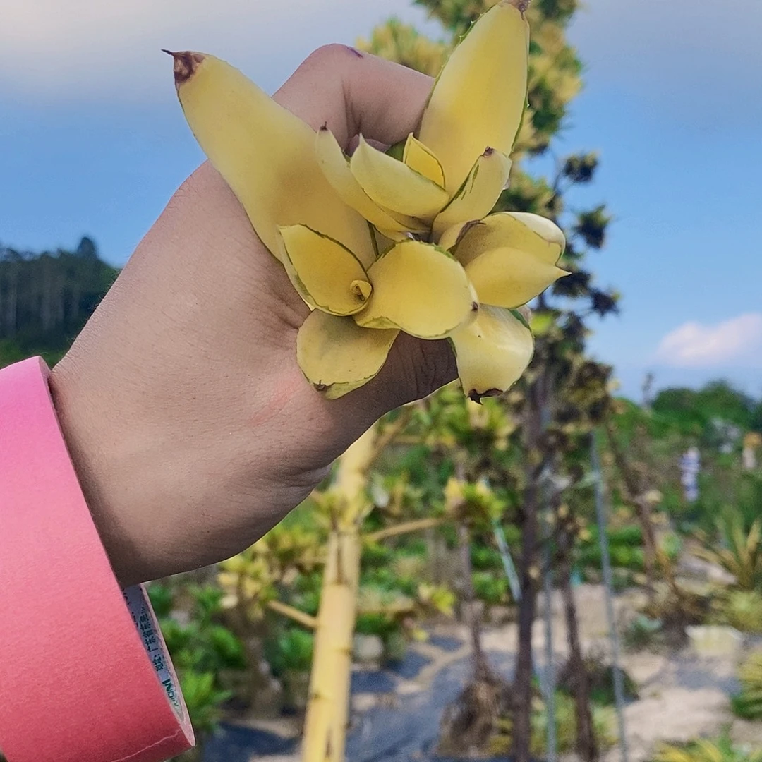 鹦鹉嘴花剑苗3棵黄色