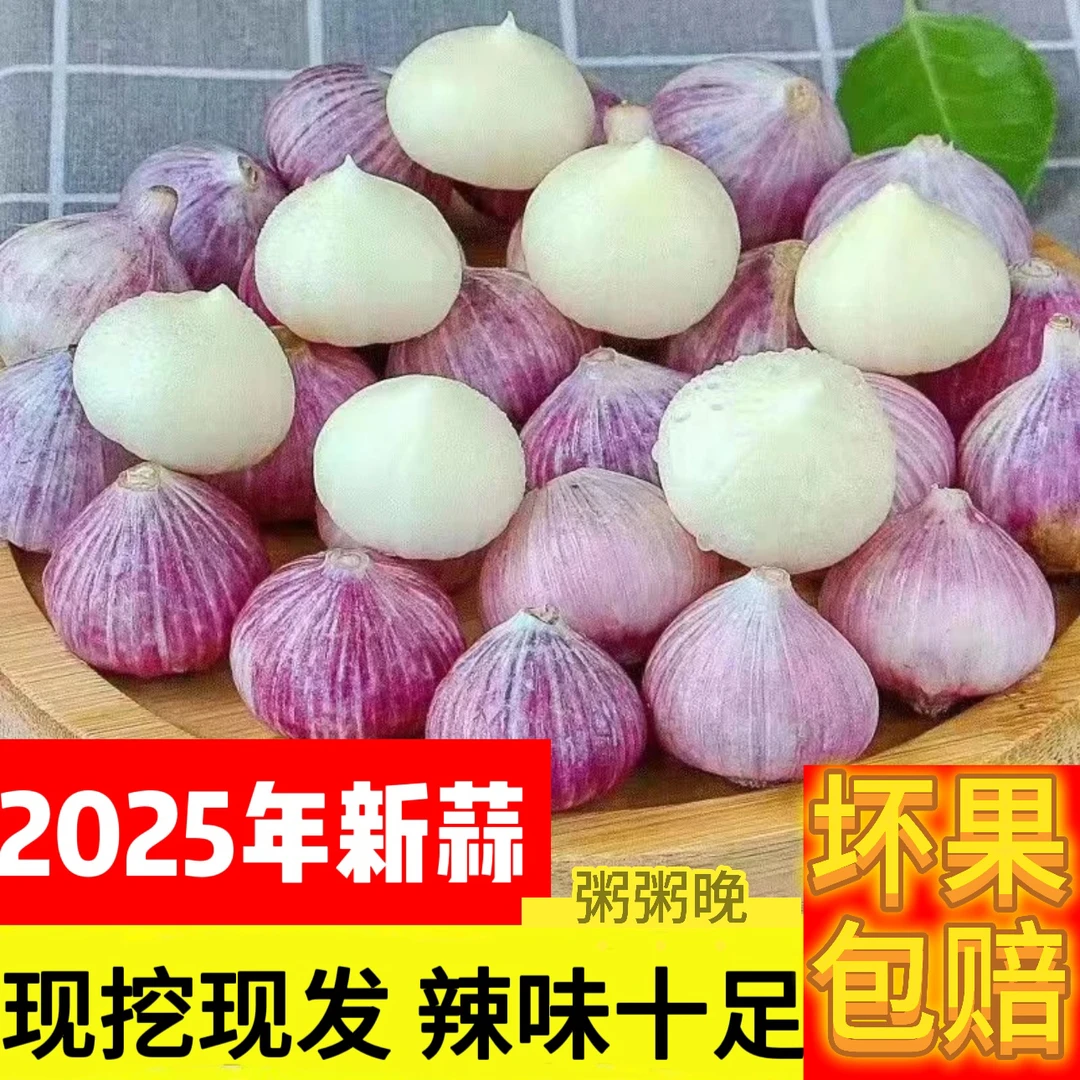 新鲜现挖紫皮独头蒜香辣饱满可用于糖醋蒜