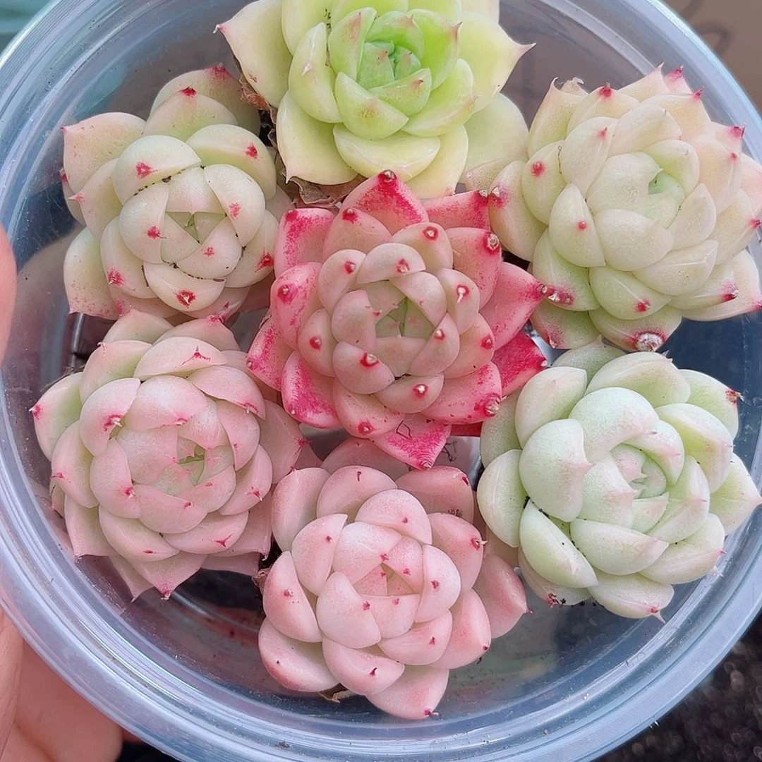 1-620 新疆西藏内蒙不发12.8包邮2-3公分多肉