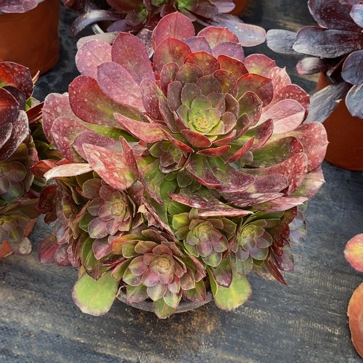 倾城中班手捧法师