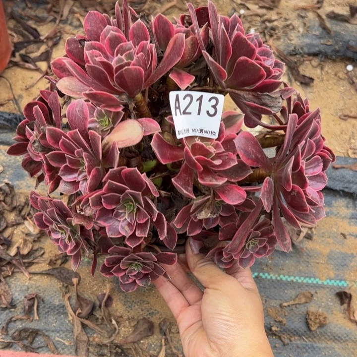 微瑕金丝却多肉植物213.