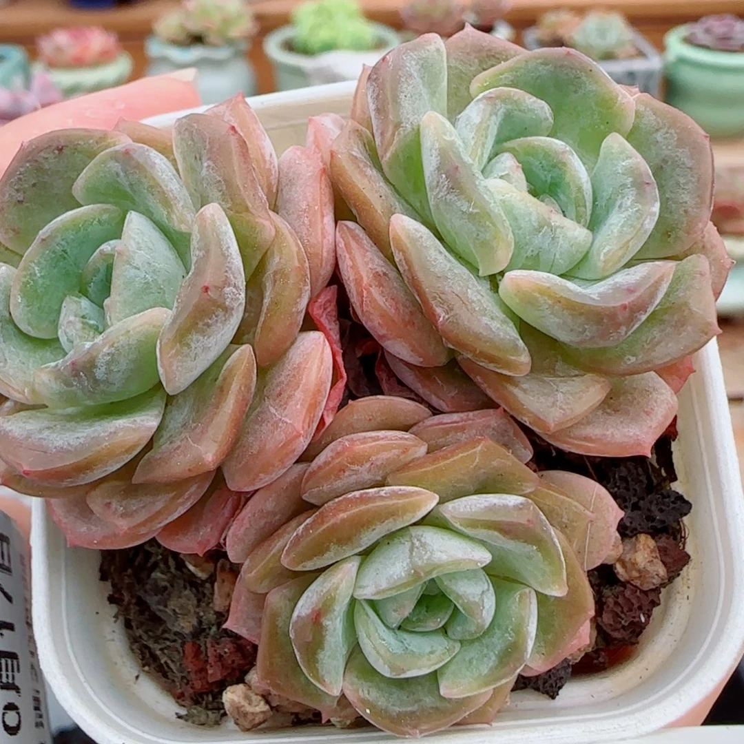 花语逸镜1017-145绒金裙