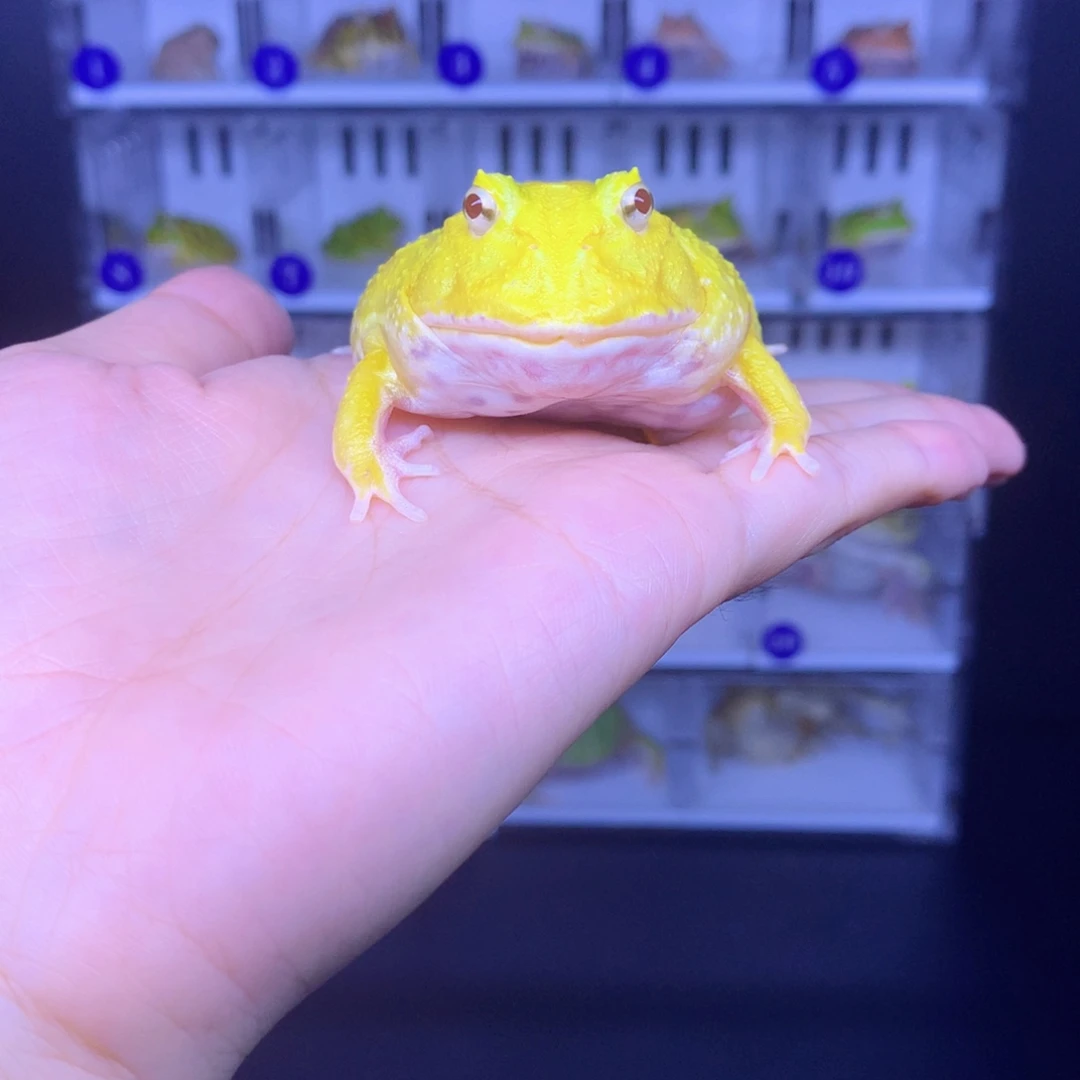 角蛙瑕疵蛋黄短脚趾