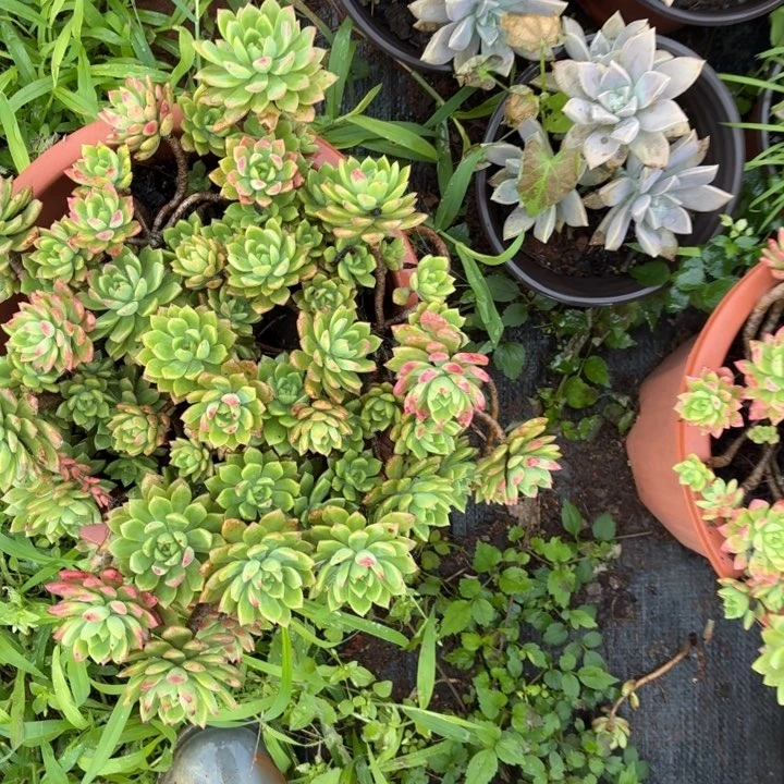 马库斯。。。。。，，。。。，，，，，。。