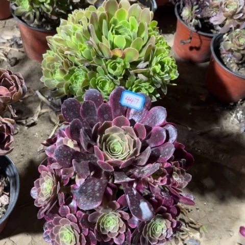 447多肉植物组合，