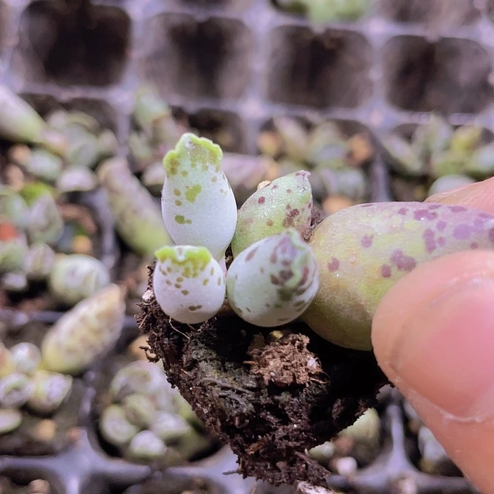 4海豹精品多肉量拍