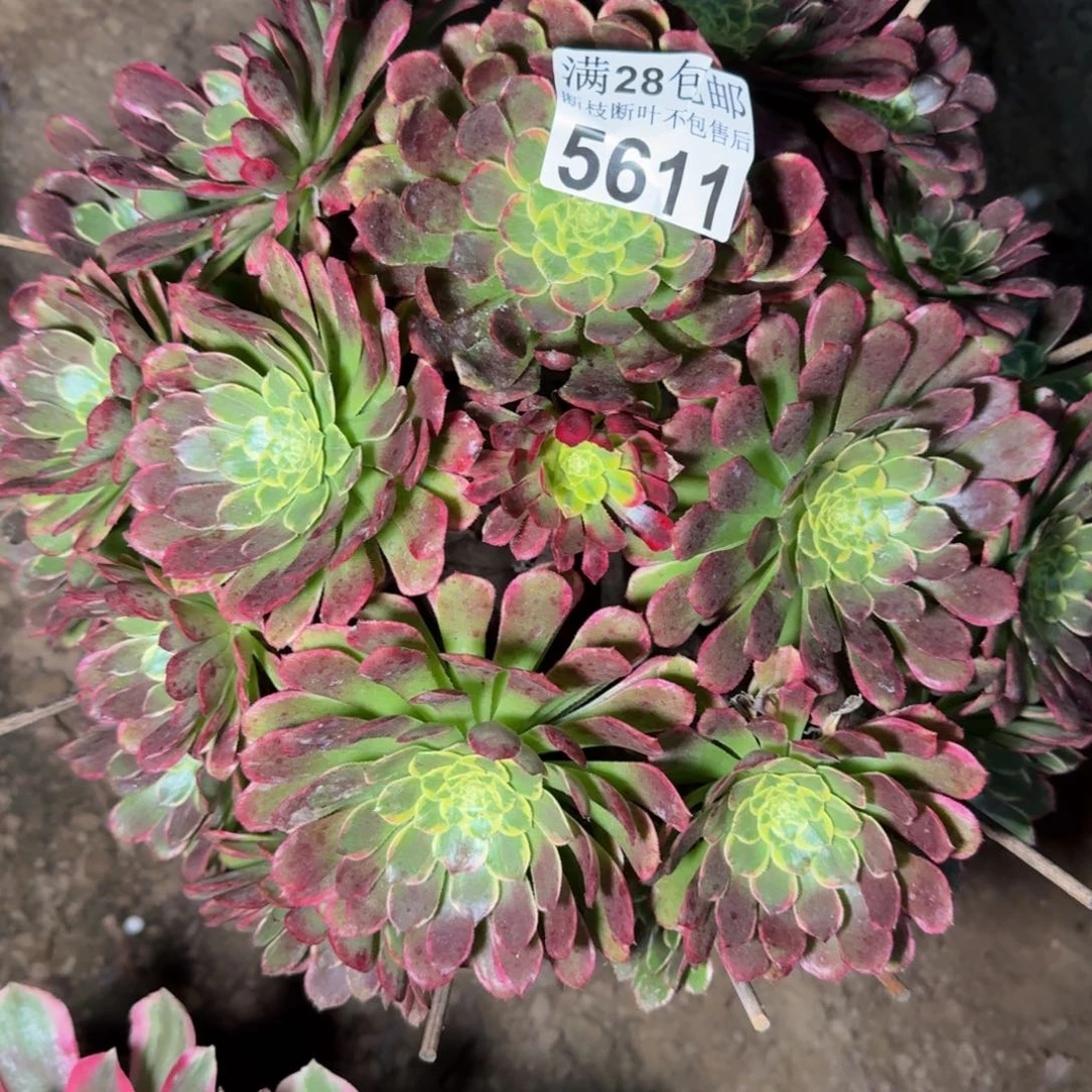 5611朝霞多肉植物