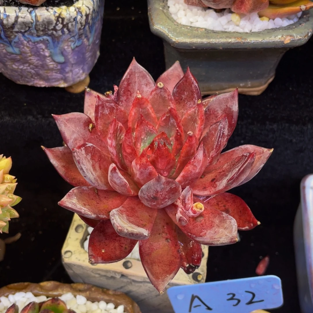 多肉植物盆栽多肉