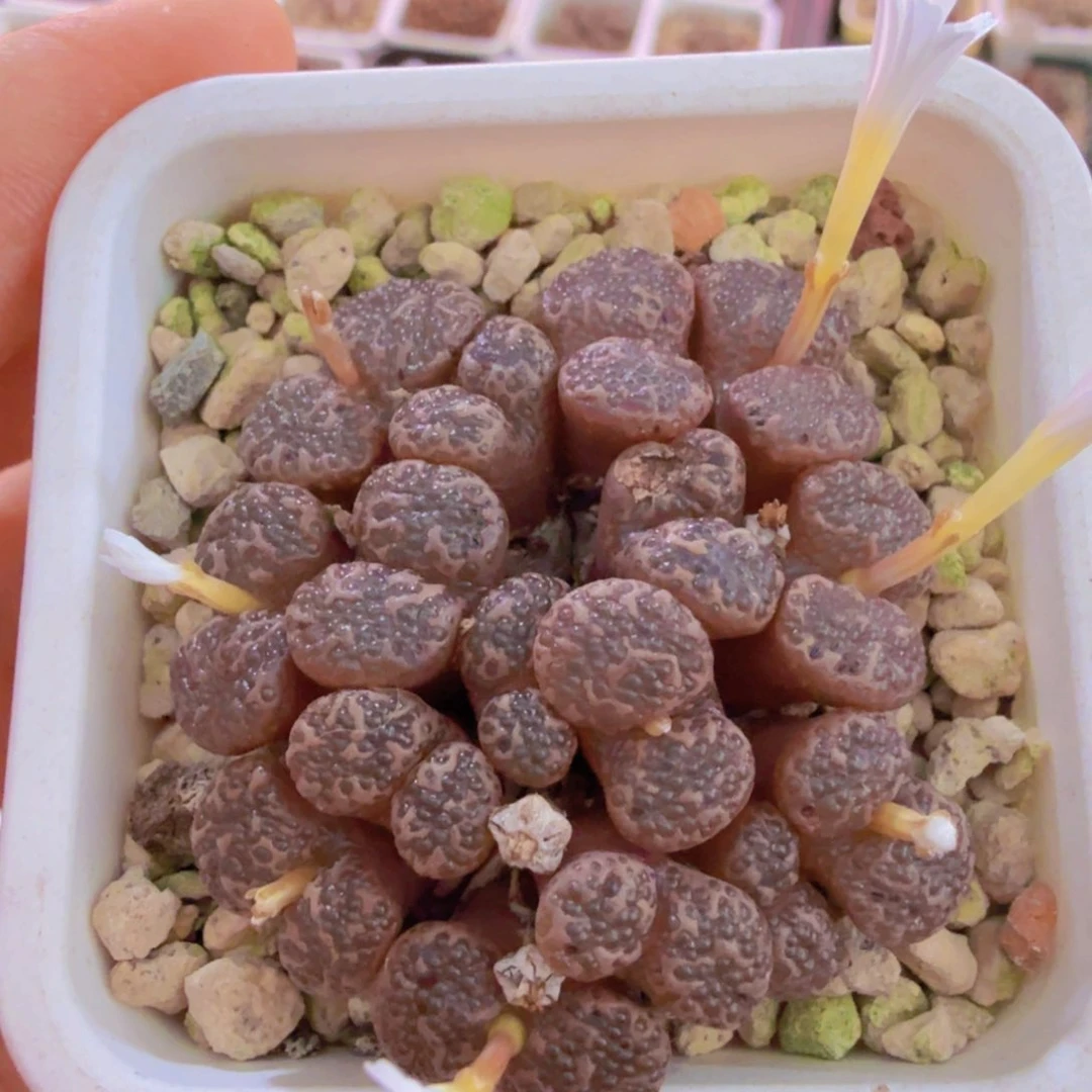 1443.25 泡泡鱼子酱勋章 9-17-L35