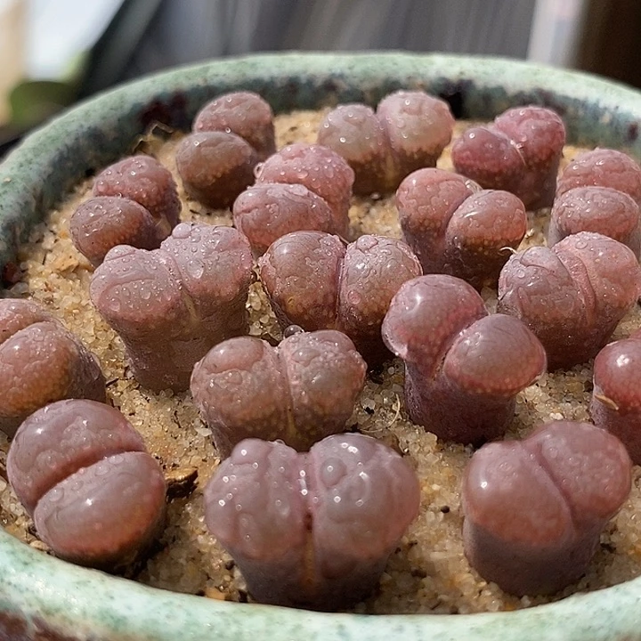 26545风铃c10杂温莎风铃一颗