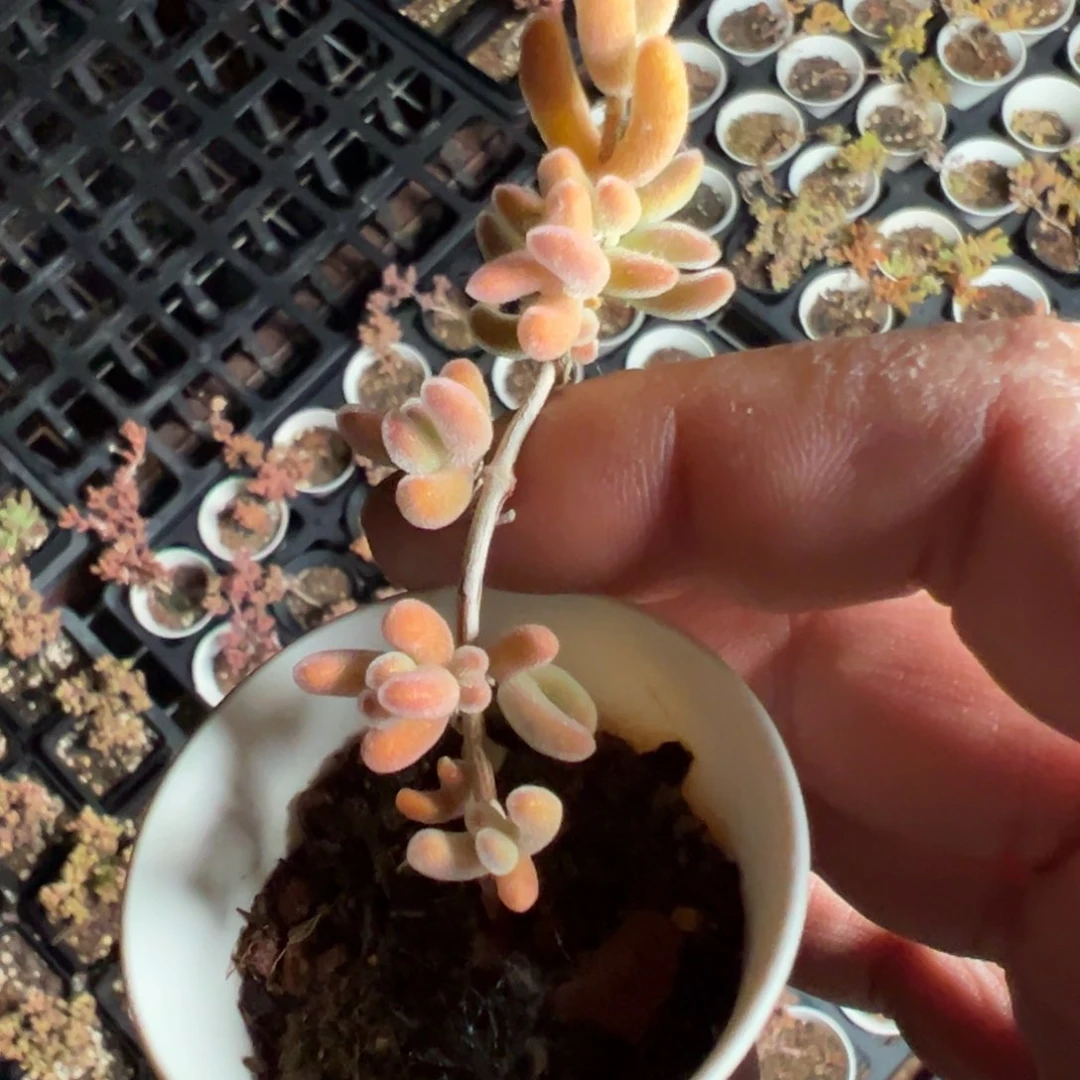 红叶老桩50杯福利