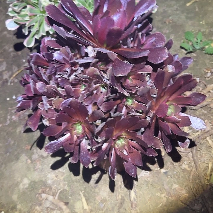 一物一拍不包损85